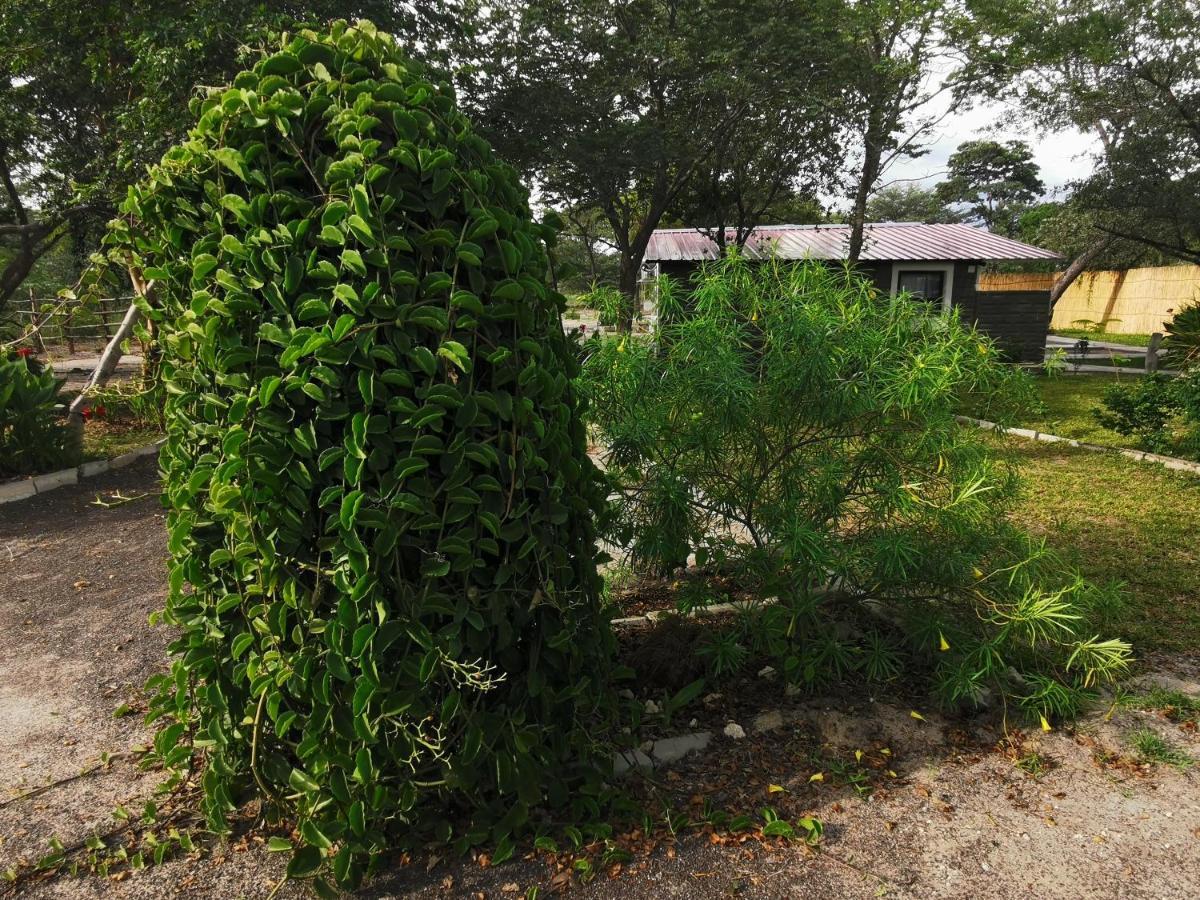 Happy Forest B&B Katima Mulilo Zewnętrze zdjęcie